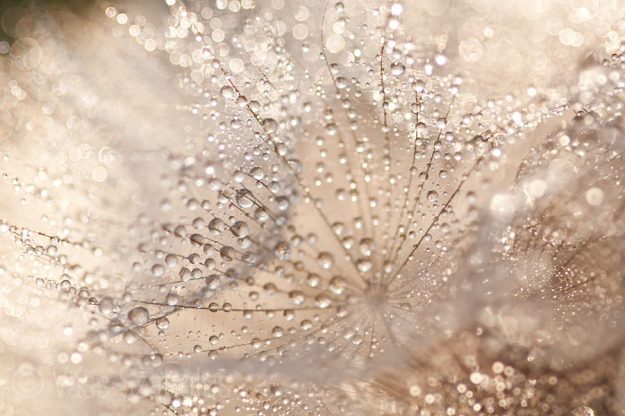 makro_workshop_vass_szabolcs_nextfoto_12