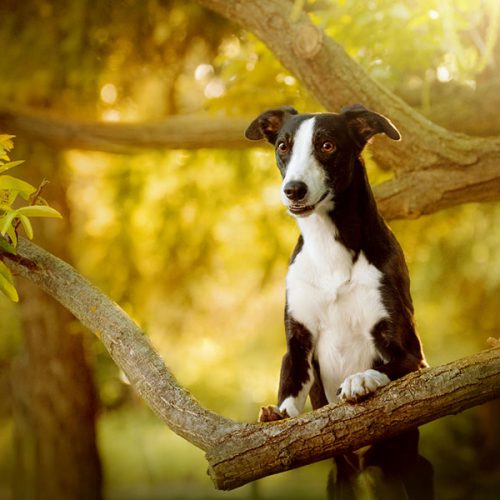 kutyafoto_workshop_szabadter_01