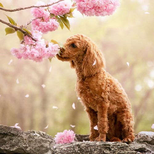 kutyafoto_workshop_szabadter_02