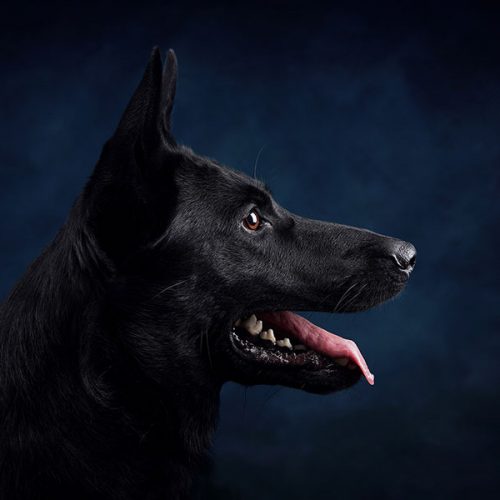 kutyafoto_workshop_nextfoto_01