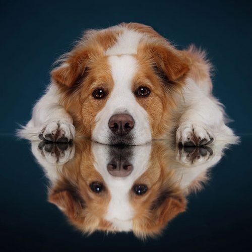 kutyafoto_workshop_nextfoto_02