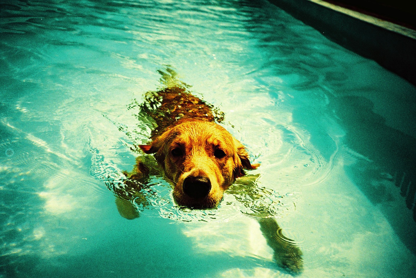 Vignettálás - NEXTFOTO