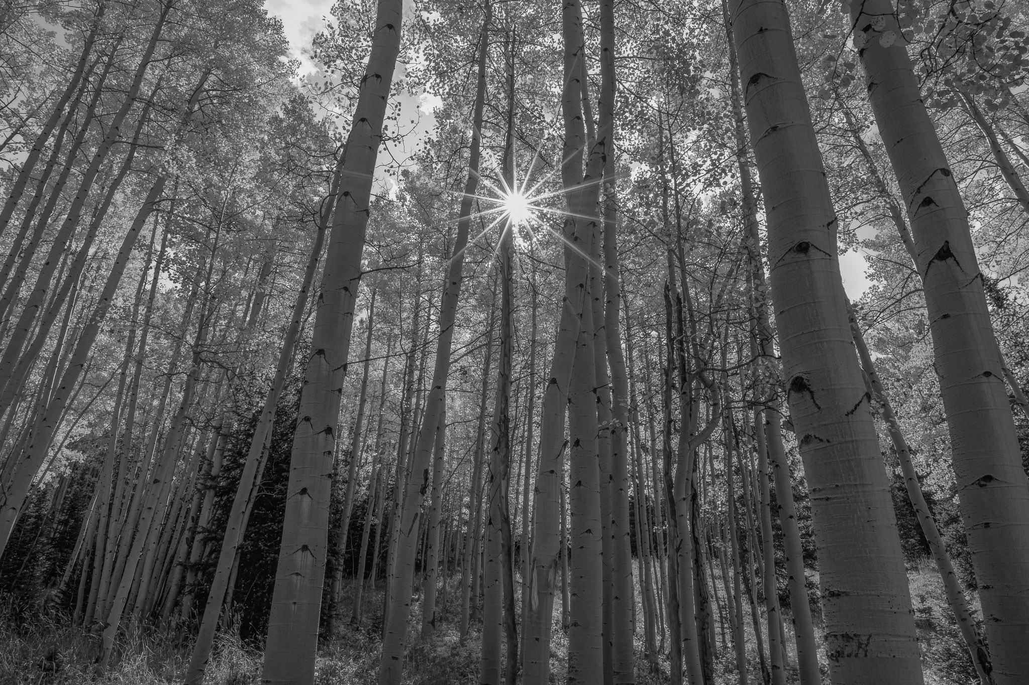 darktone Tónusok (sötét és világos) - NextFoto