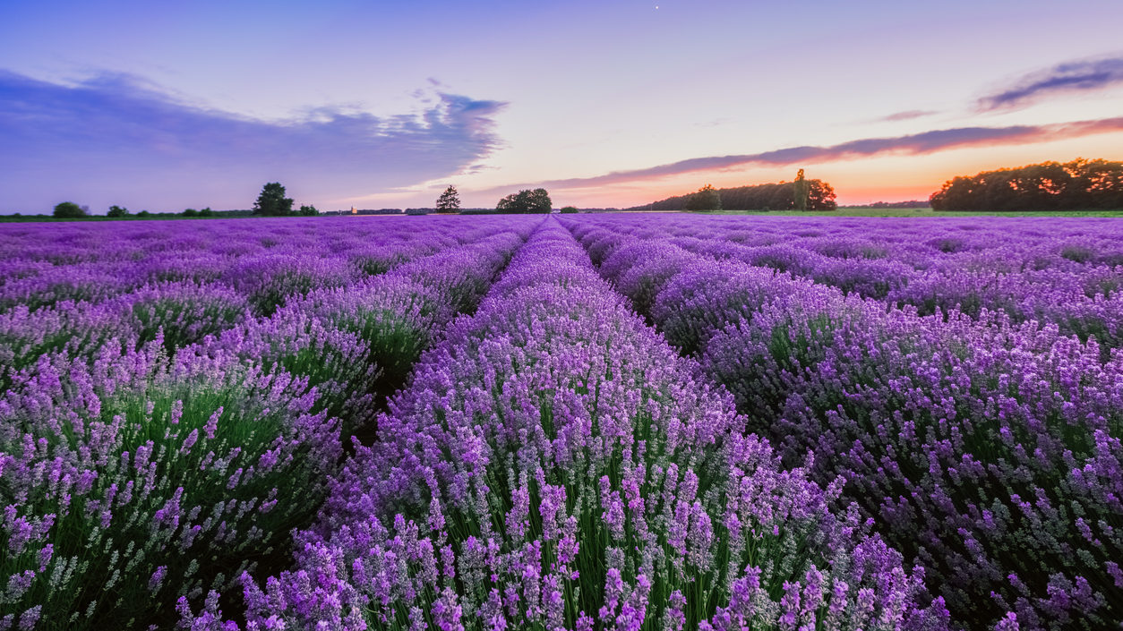 Tihanyi levendulás - Magyarország legromantikusabb fotós helyszínei - NextFoto