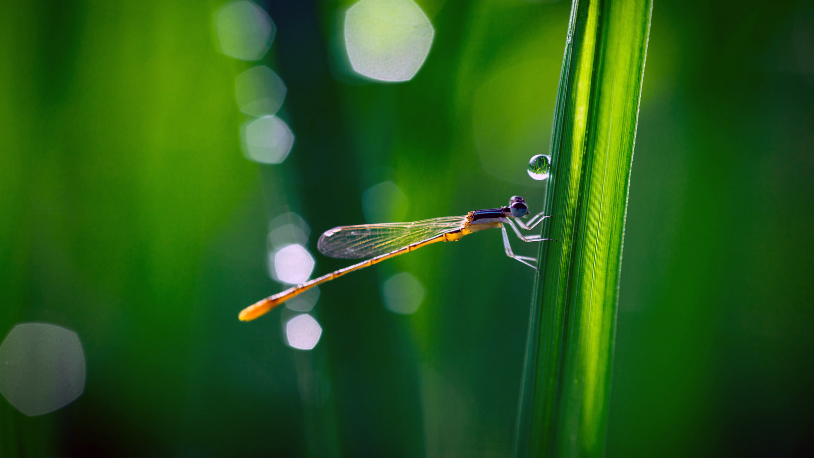 nyarikepek_kep3 Örökítsd meg a nyár legizgalmasabb pillanatait! - NEXTFOTO