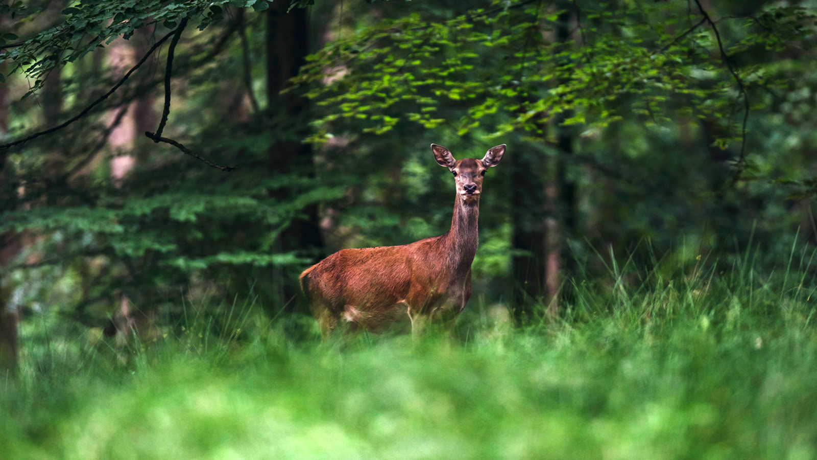 Female red deer (cervus elaphus) in summer forest. Örökítsd meg a nyár legizgalmasabb pillanatait! - NEXTFOTO