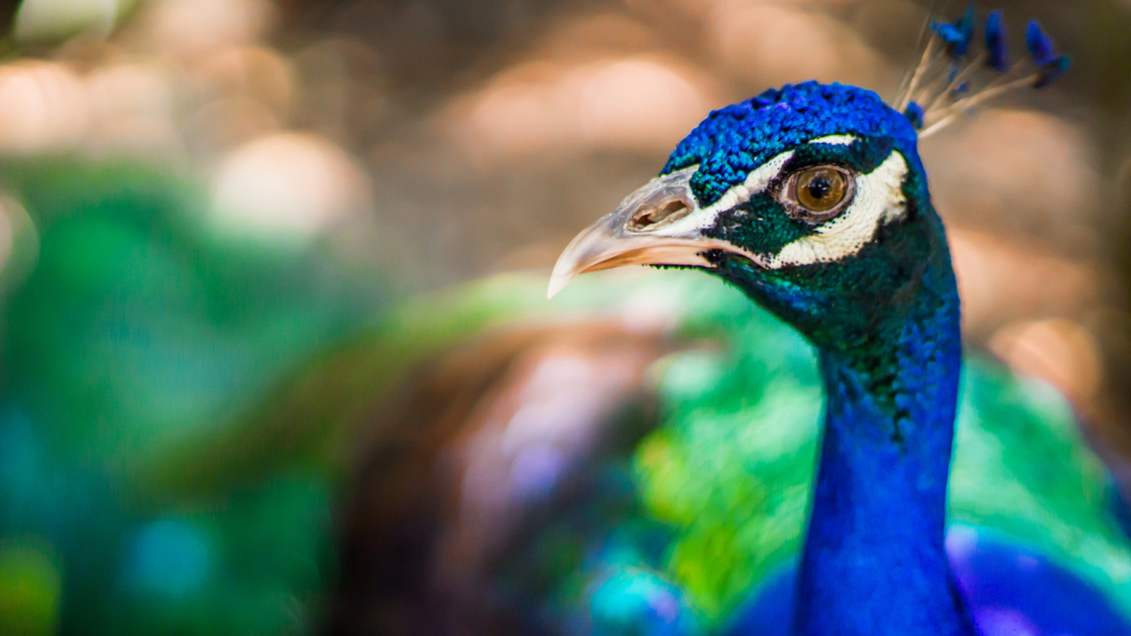 Ezekre figyelj oda, ha állatkertben fényképezel! - NextFOTO