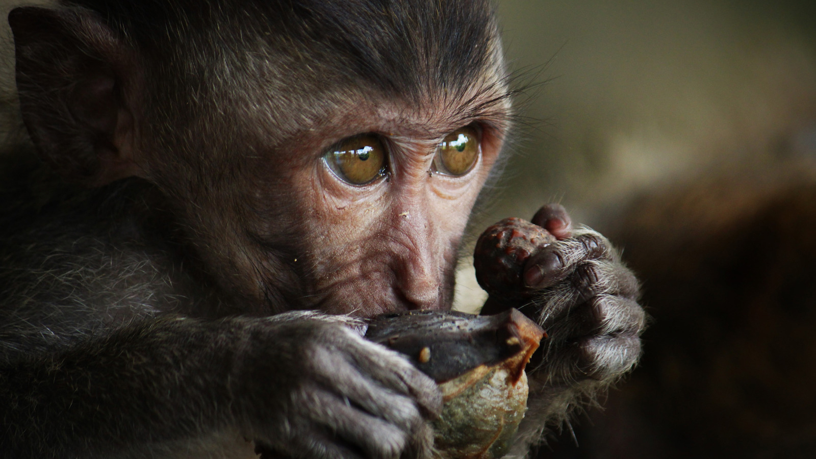 Ezekre figyelj oda, ha állatkertben fényképezel! - NextFOTO