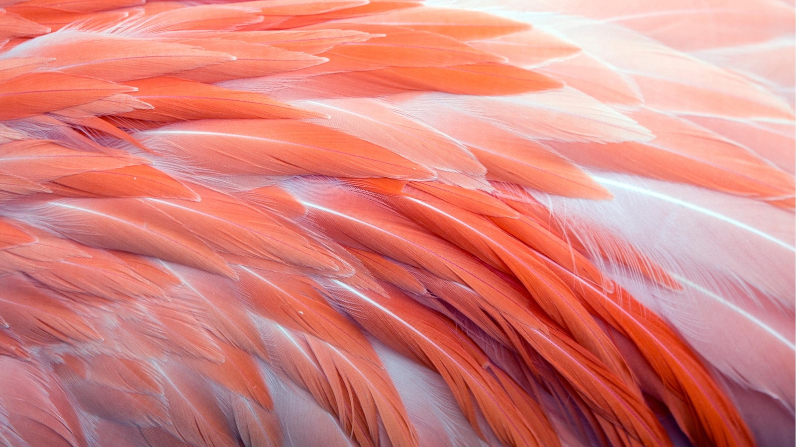 Ezekre figyelj oda, ha állatkertben fényképezel! - NextFOTO