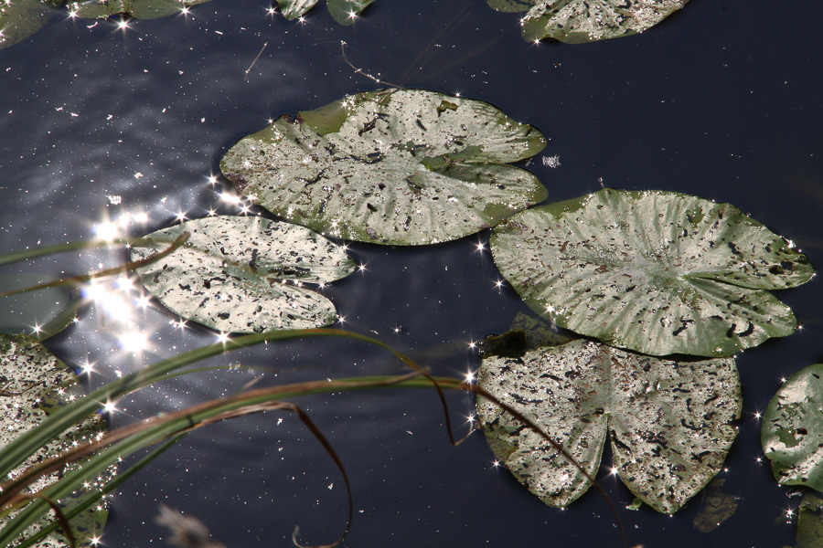 gyor_tanulok_nextfoto_19