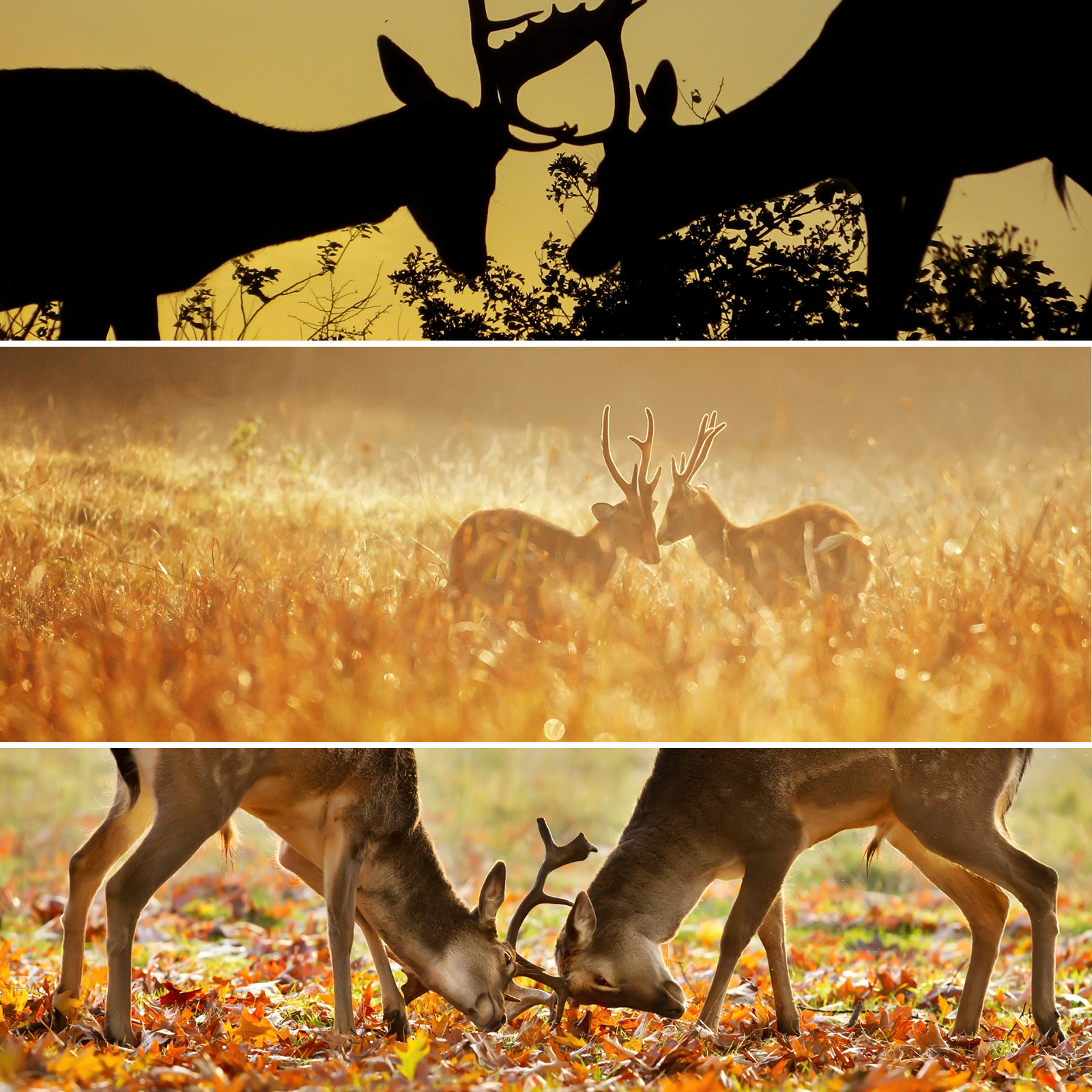 nextfoto Őszi képek - Ragadd meg a géped, vedd észre a lehetőséget! - nextfoto