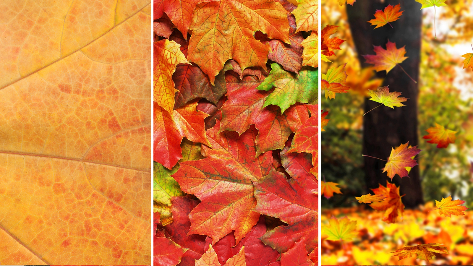 oszikepek_kep3 Őszi képek - Ragadd meg a géped, vedd észre a lehetőséget! - nextfoto