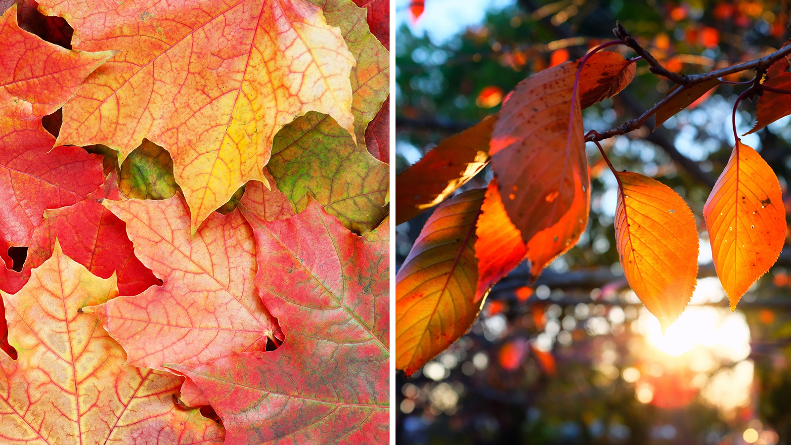 A kerted kincseket rejt! – Tippek természetfotók készítéséhez - Nextfoto
