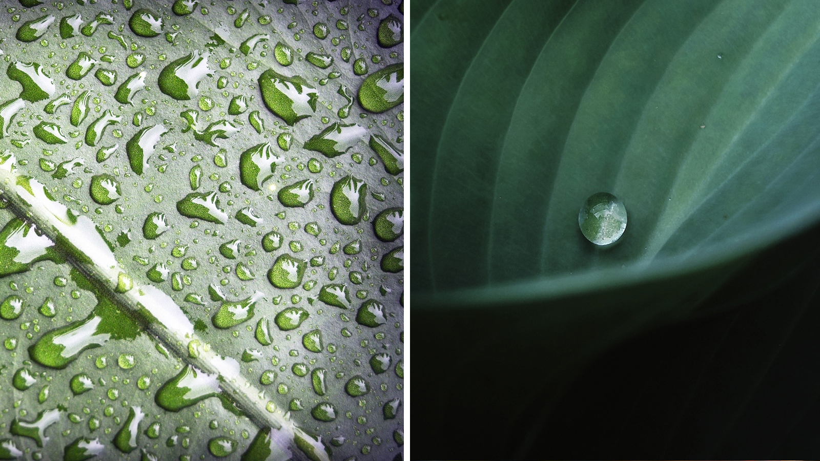 A kerted kincseket rejt! – Tippek természetfotók készítéséhez - Nextfoto