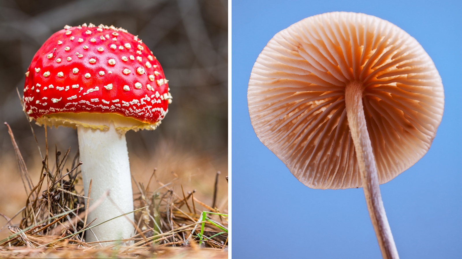 A kerted kincseket rejt! – Tippek természetfotók készítéséhez - Nextfoto