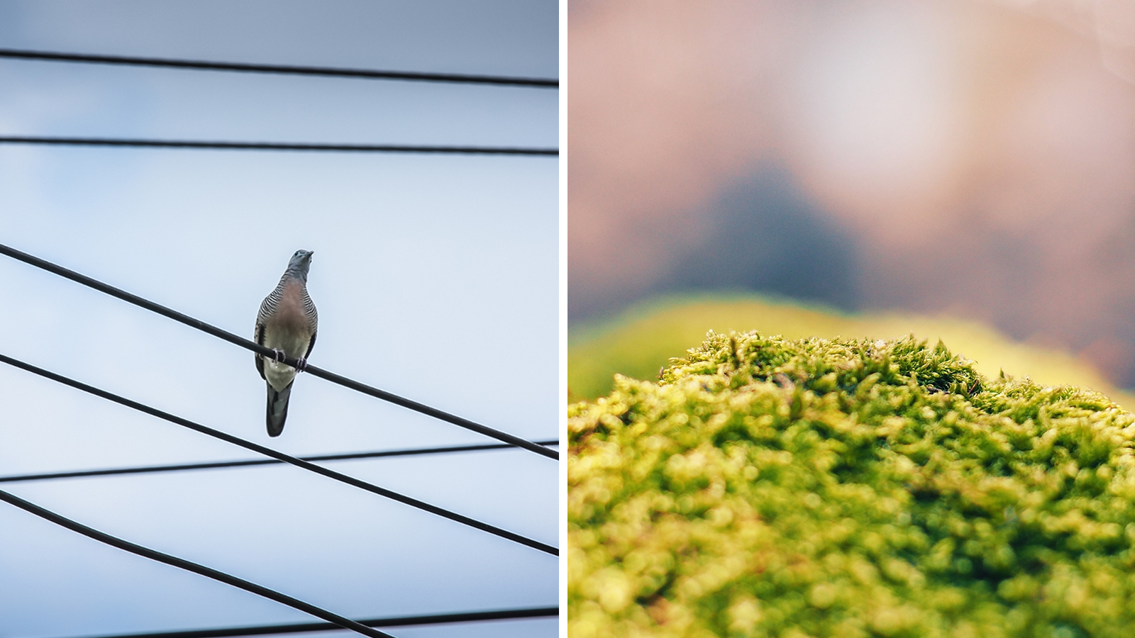 A kerted kincseket rejt! – Tippek természetfotók készítéséhez - Nextfoto
