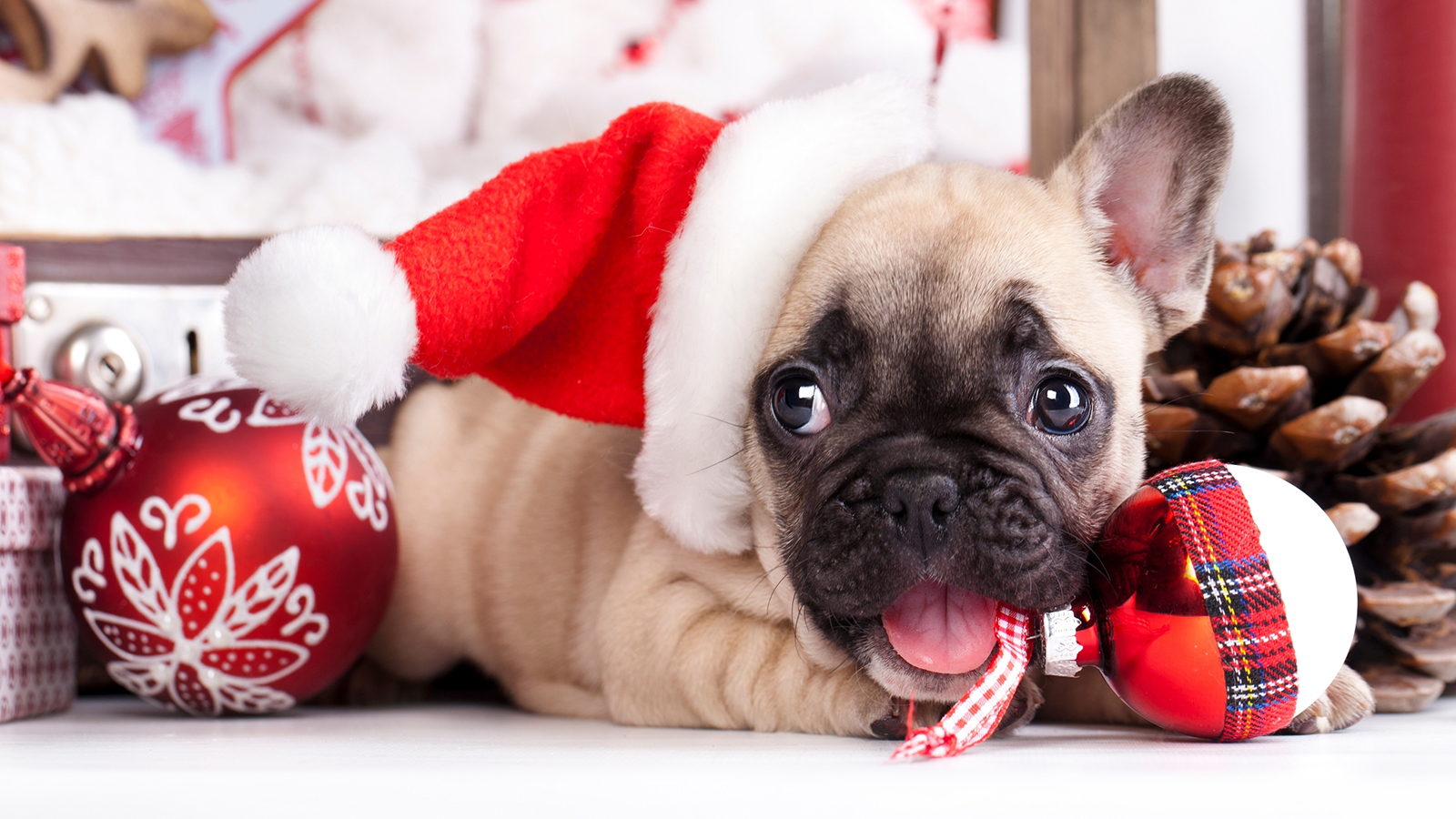 kiskedvencekkaracsonya_boritokep