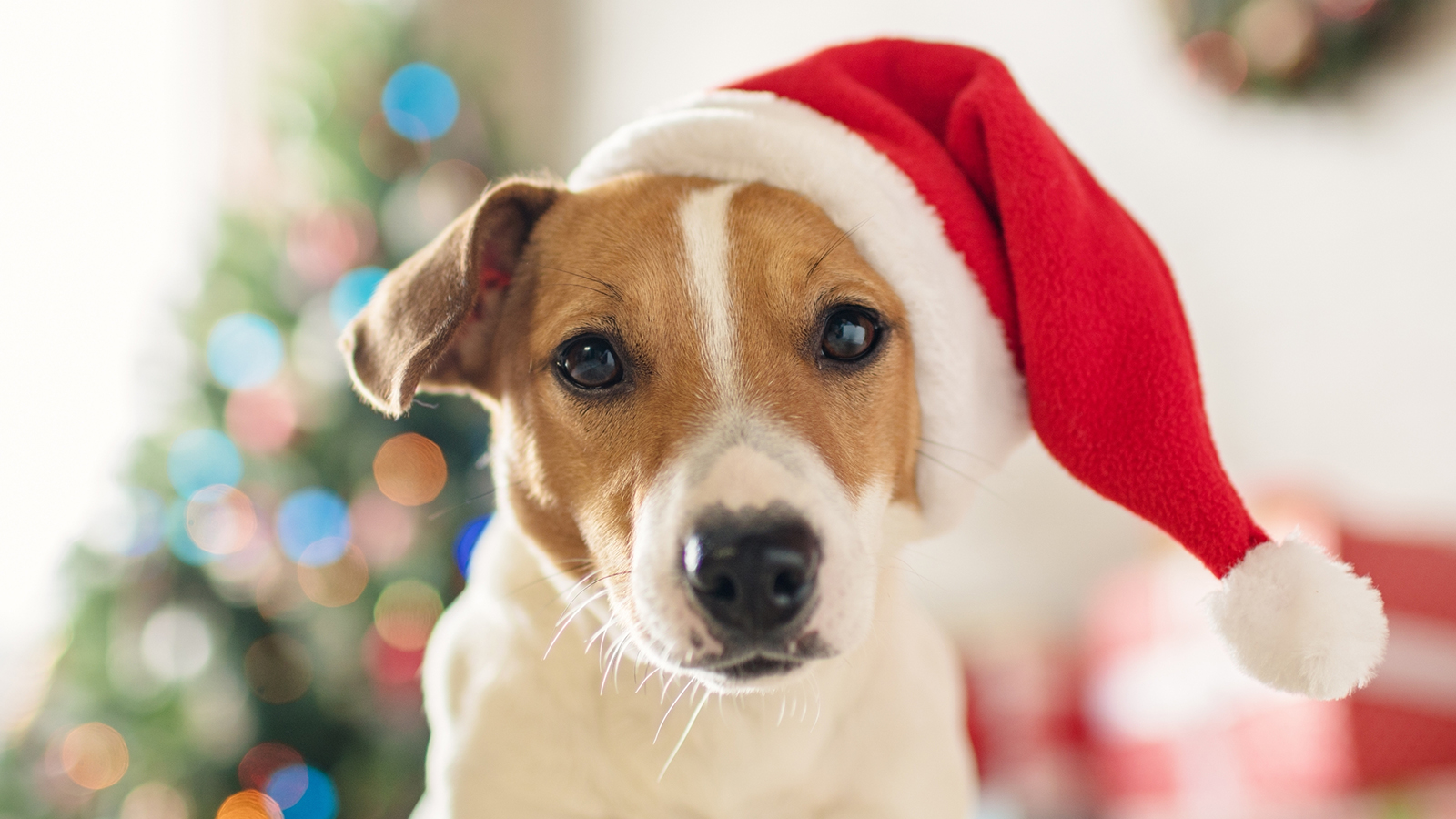 kiskedvencekkaracsonya_kep1 Kiskedvencek karácsonya – Amikor a szőrmók kerül a középpontba - Nextfoto