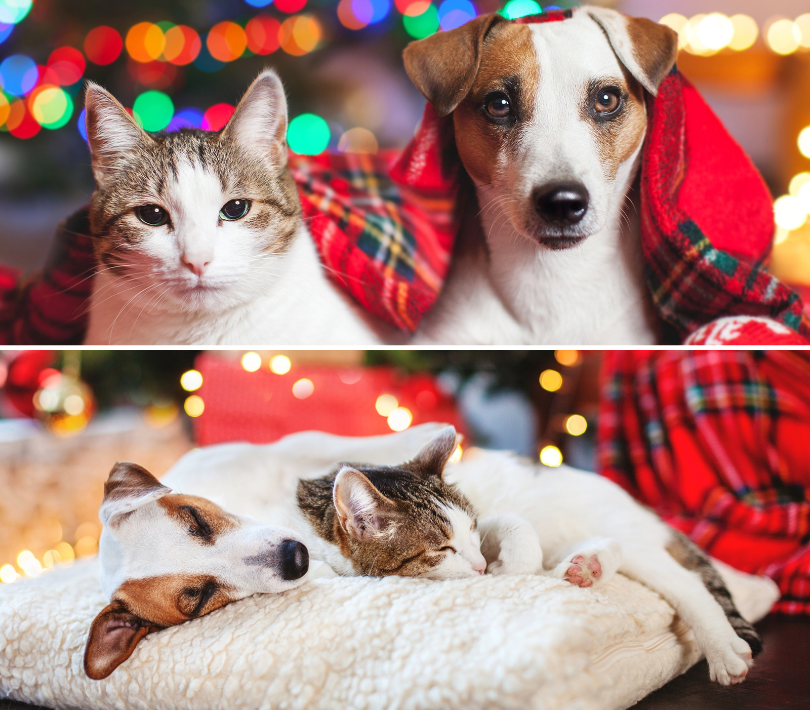 kiskedvencekkaracsonya_kep2 Kiskedvencek karácsonya – Amikor a szőrmók kerül a középpontba - Nextfoto