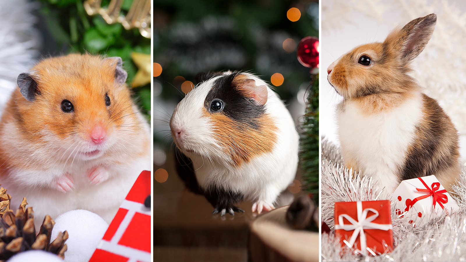 kiskedvencekkaracsonya_kep3 Kiskedvencek karácsonya – Amikor a szőrmók kerül a középpontba - Nextfoto