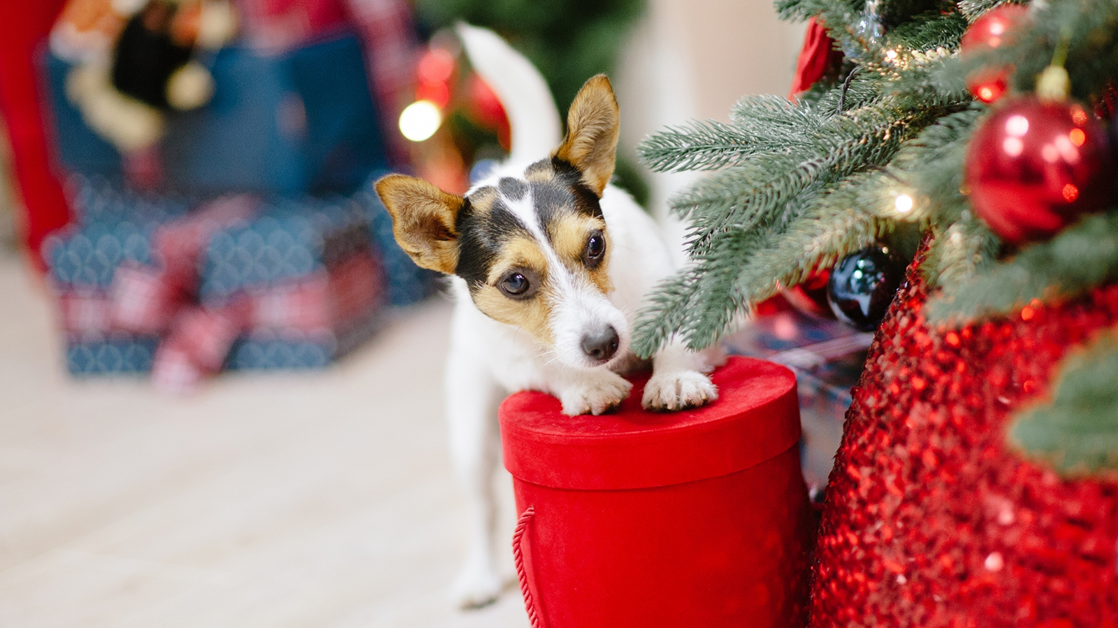 kiskedvencekkaracsonya_kep4 Kiskedvencek karácsonya – Amikor a szőrmók kerül a középpontba - Nextfoto