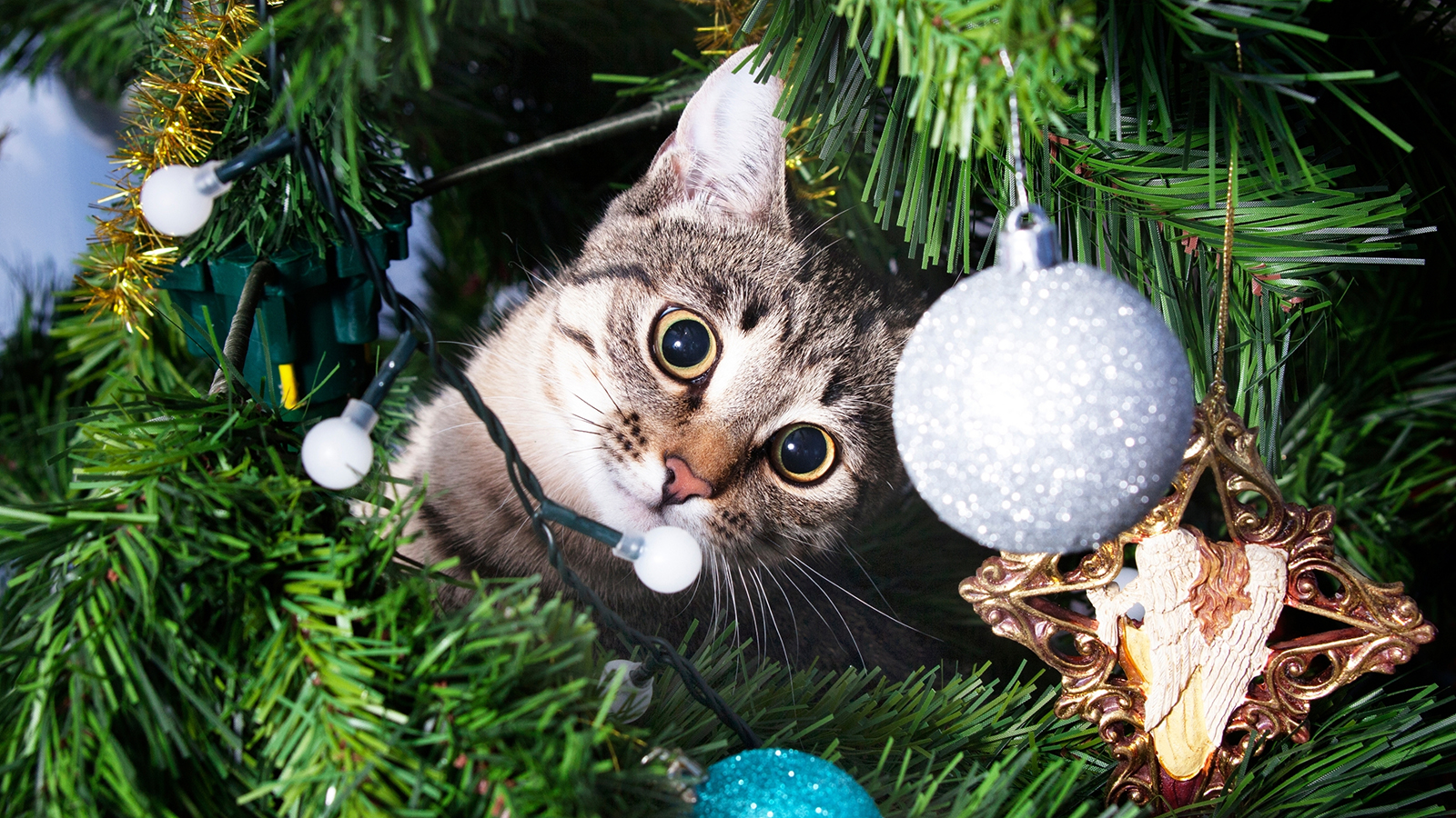 kiskedvencekkaracsonya_kep5 Kiskedvencek karácsonya – Amikor a szőrmók kerül a középpontba - Nextfoto