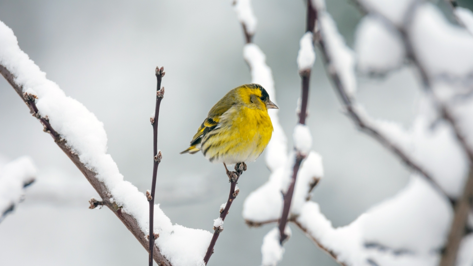 Gondolatébresztő tippek és hasznos tanácsok téli képek készítéséhez - Nextfoto