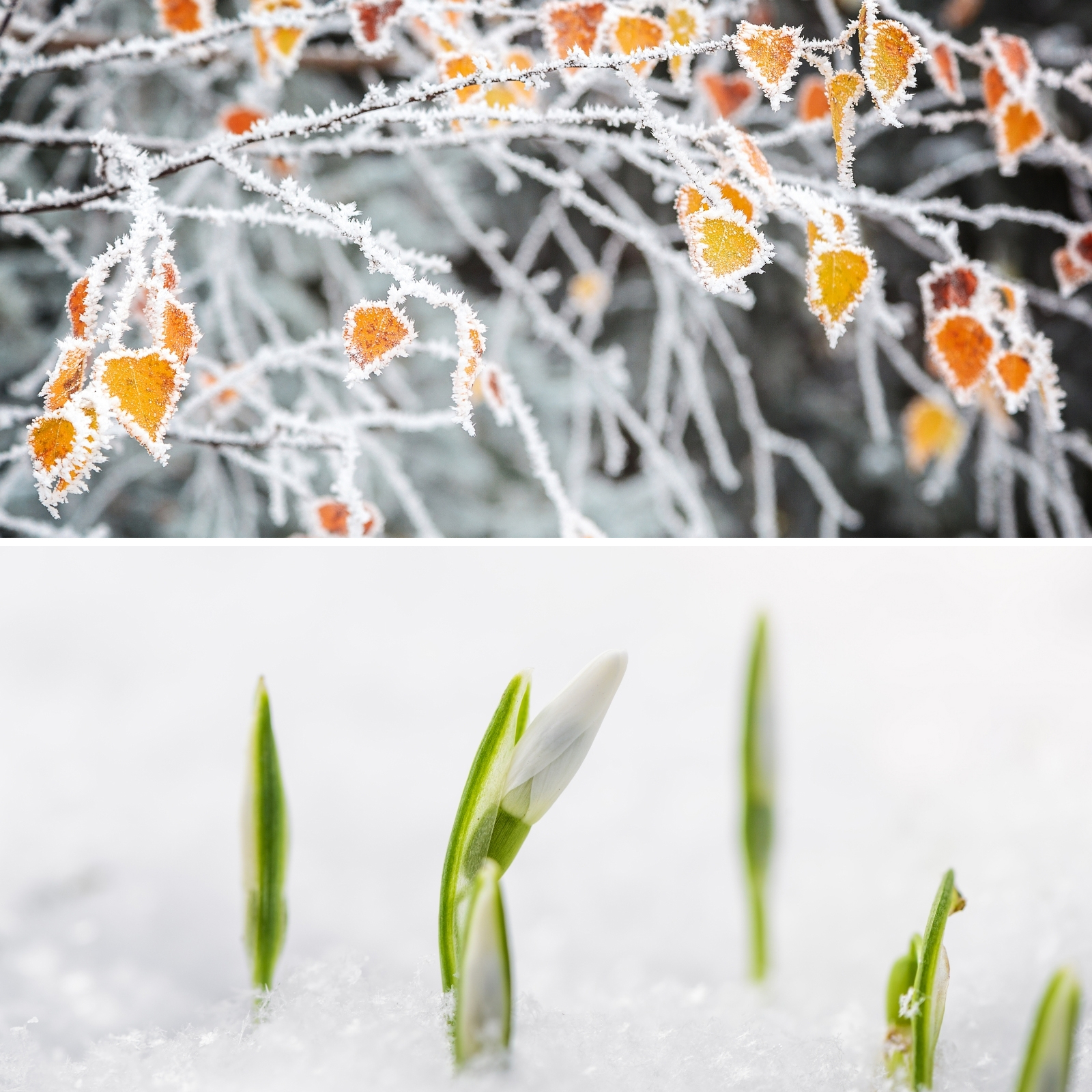Gondolatébresztő tippek és hasznos tanácsok téli képek készítéséhez - Nextfoto